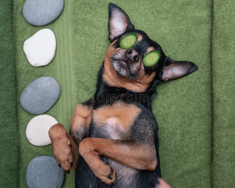  Cute pet relaxing in spa wellness . Dog with a slice of cucumbers on the eyes.. Funny concept grooming